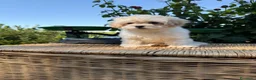 Maltipoo perros en venta: Maltipoo hembra con todas las vacunas !!! - Anuncio 1