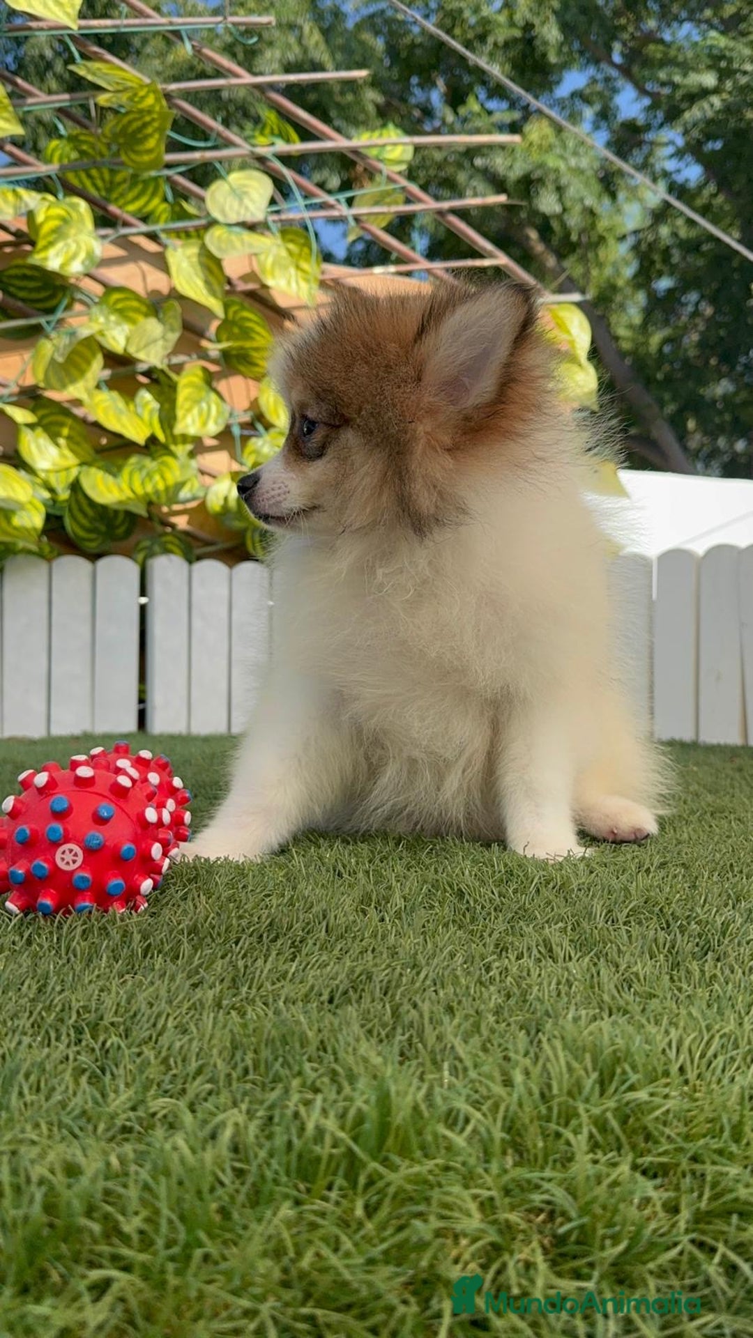 Pomerania perros en venta: POMERANIA MACHO ENVIO A TODA ESPAÑA - Imagen 5