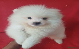 Pomerania perros en venta: Pomerania Standar  - Imagen 1