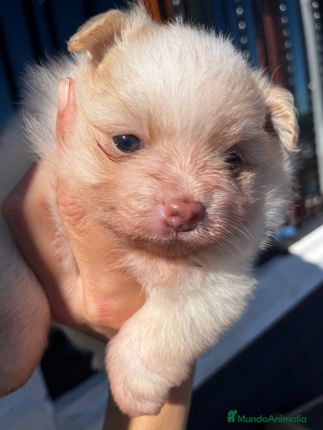Pomerania perros en venta: Pomerania  - Imagen 6