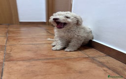 Perro de Agua Español perros en venta: Cachorra de perro de agua Español  - Imagen 1