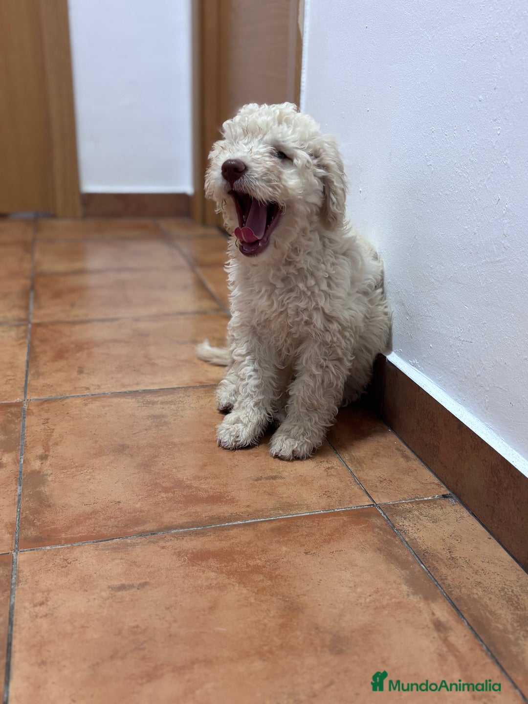 Perro de Agua Español perros en venta: Cachorra de perro de agua Español  - Imagen 1