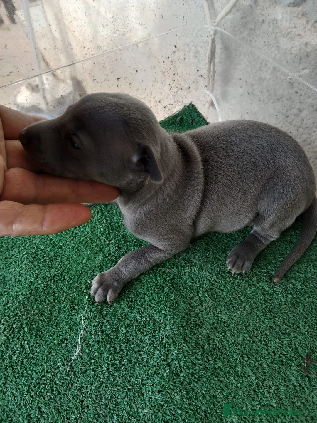 Pequeño Lebrel Italiano perros en venta: Galgo italiano blue macho y hembra. - Anuncio 4