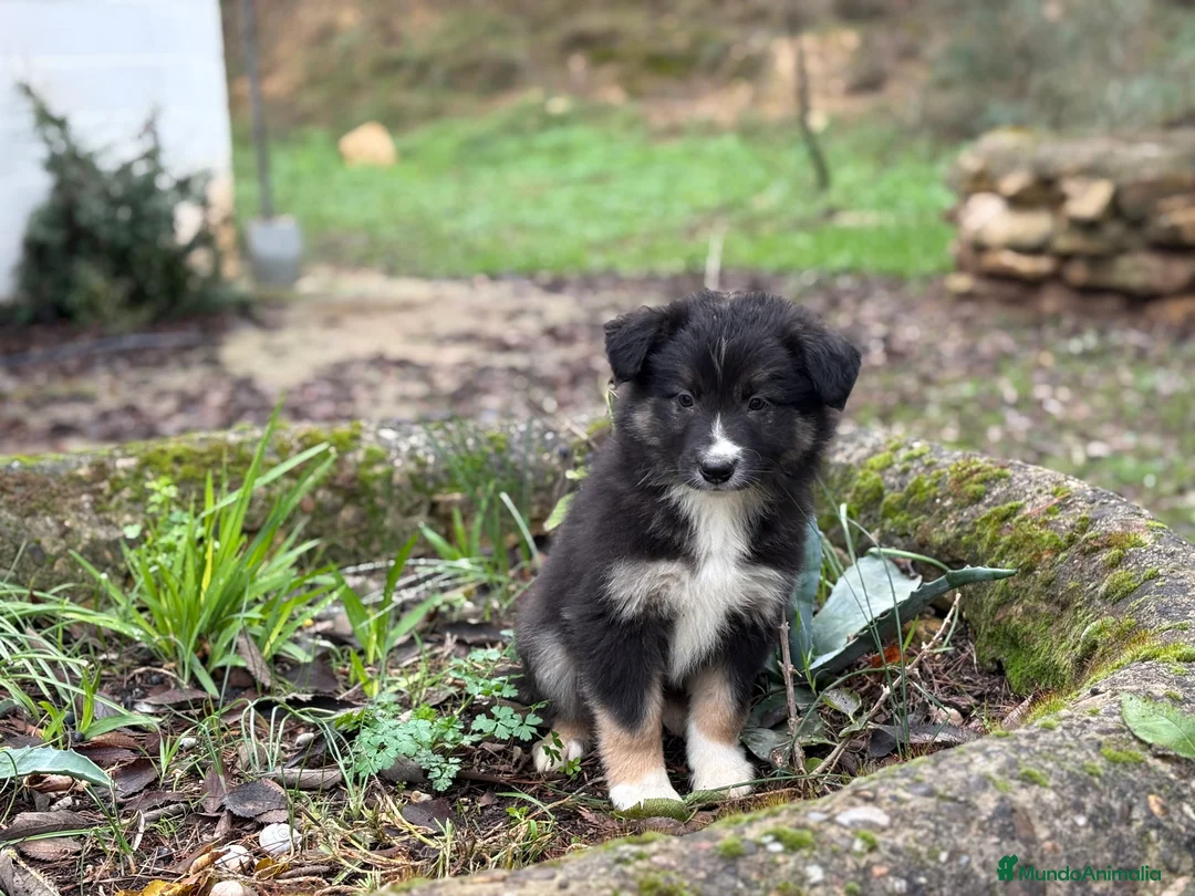 Border Collie perros en venta: 🐾 Border Collie exclusivos 🐾 - Anuncio 3
