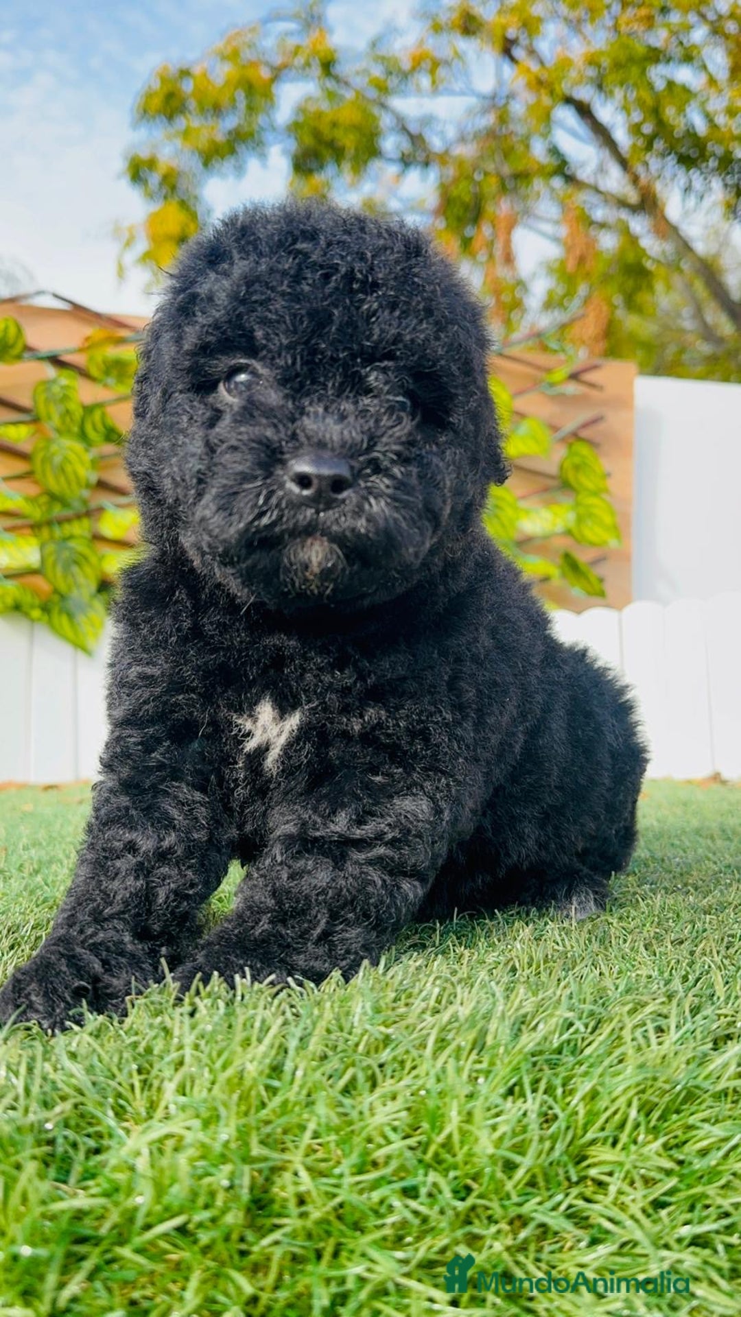 Perro de Agua Español perros en venta: PERRO DE AGUA  - Anuncio 4