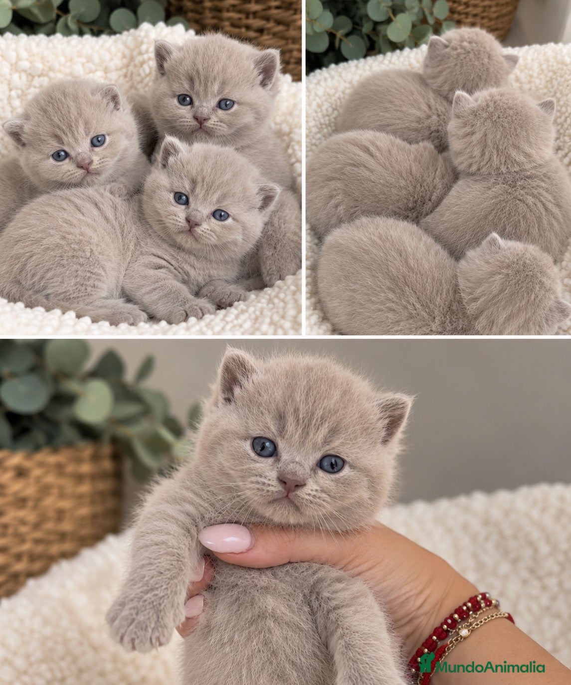 Británico de Pelo Corto gatos CAMADA BRITISH SHORTHAIR LILAC 🐾 - Anuncio 1