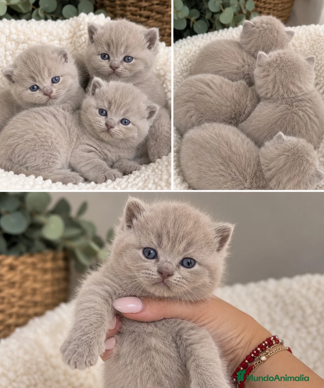 Británico de Pelo Corto gatos en venta: CAMADA BRITISH SHORTHAIR LILAC 🐾 - Anuncio 1