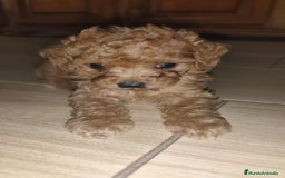Caniche Toy perros en venta: CAMADA CANICHE TOY ROJO - Imagen 8
