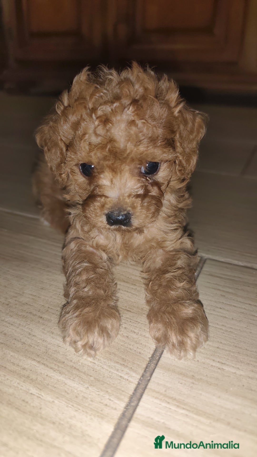 Caniche Toy perros en venta: CAMADA CANICHE TOY ROJO - Imagen 8