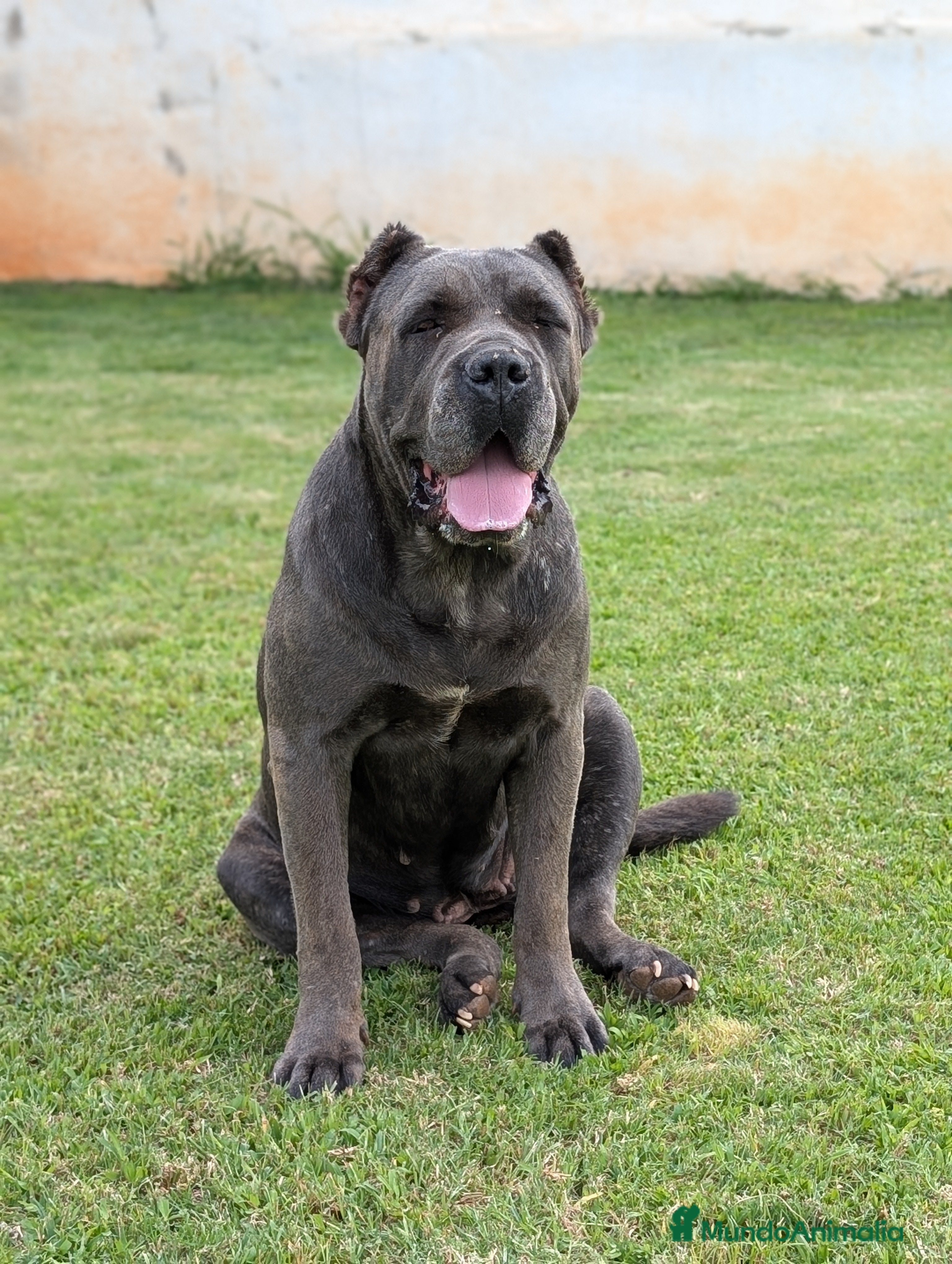 Cane Corso perros Cane corso hembra en adopción  - Anuncio 2