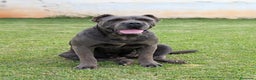 Cane Corso perros en venta: Cane corso hembra en adopción  - Anuncio 2