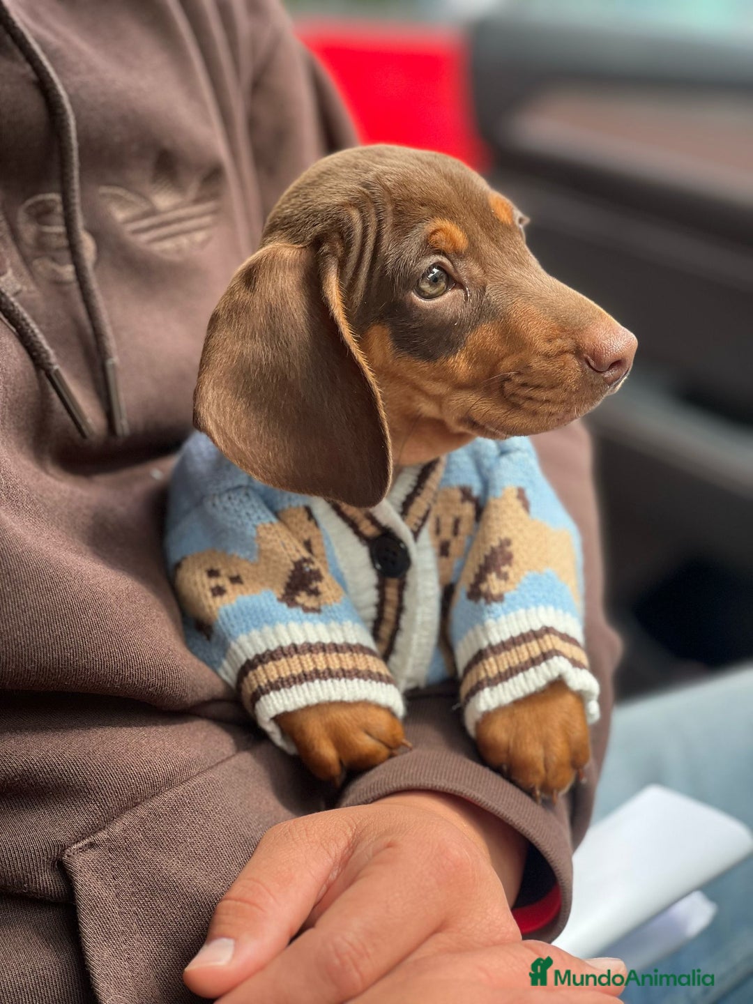 Teckel Miniatura perros en venta: Teckel miniatura chocolate  - Imagen 2