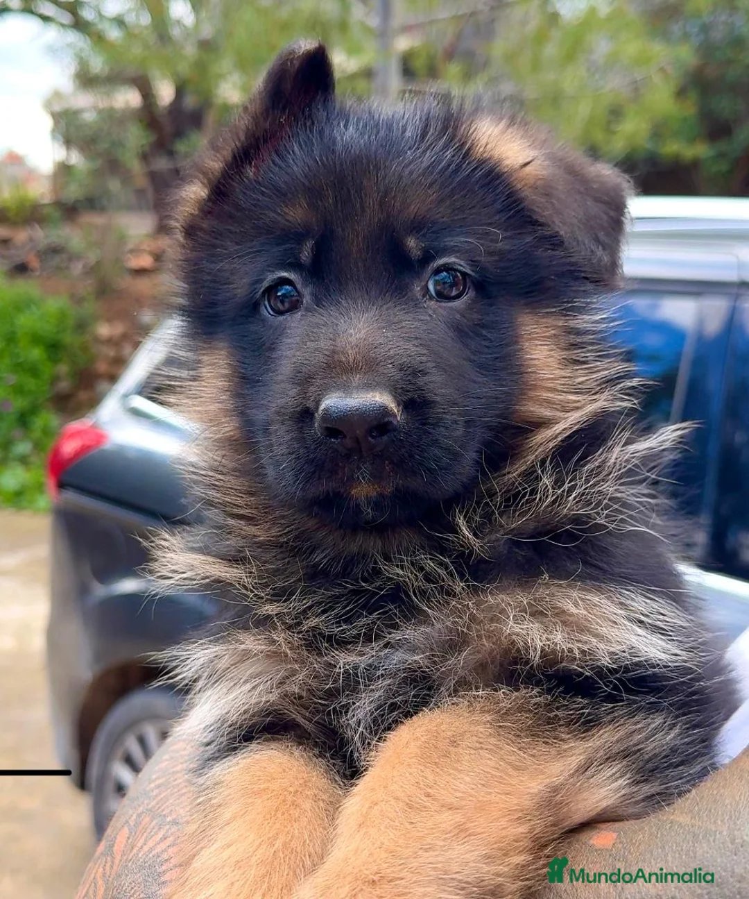 Pastor Alemán perros en venta: pastor aleman Valencia Madrtid - Anuncio 1