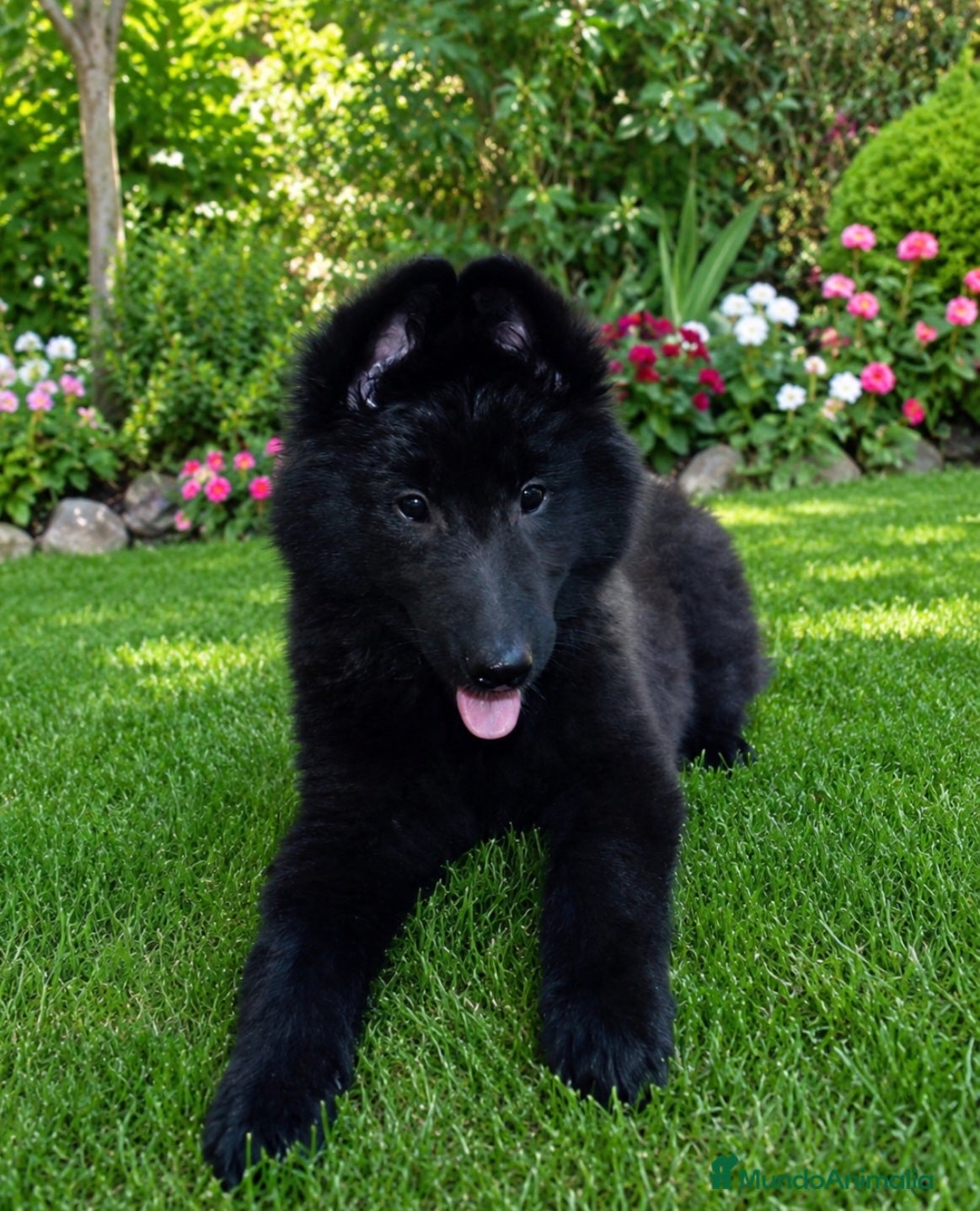 Pastor Belga Groenendael perros Pastor belga groenendael camada de alta selecccion - Anuncio 1