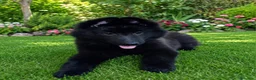 Pastor Belga Groenendael perros en venta: Pastor belga groenendael camada de alta selecccion - Anuncio 1