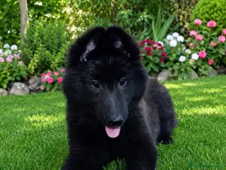 Pastor Belga Groenendael perros en venta: Pastor belga groenendael camada de alta selecccion - Anuncio 1