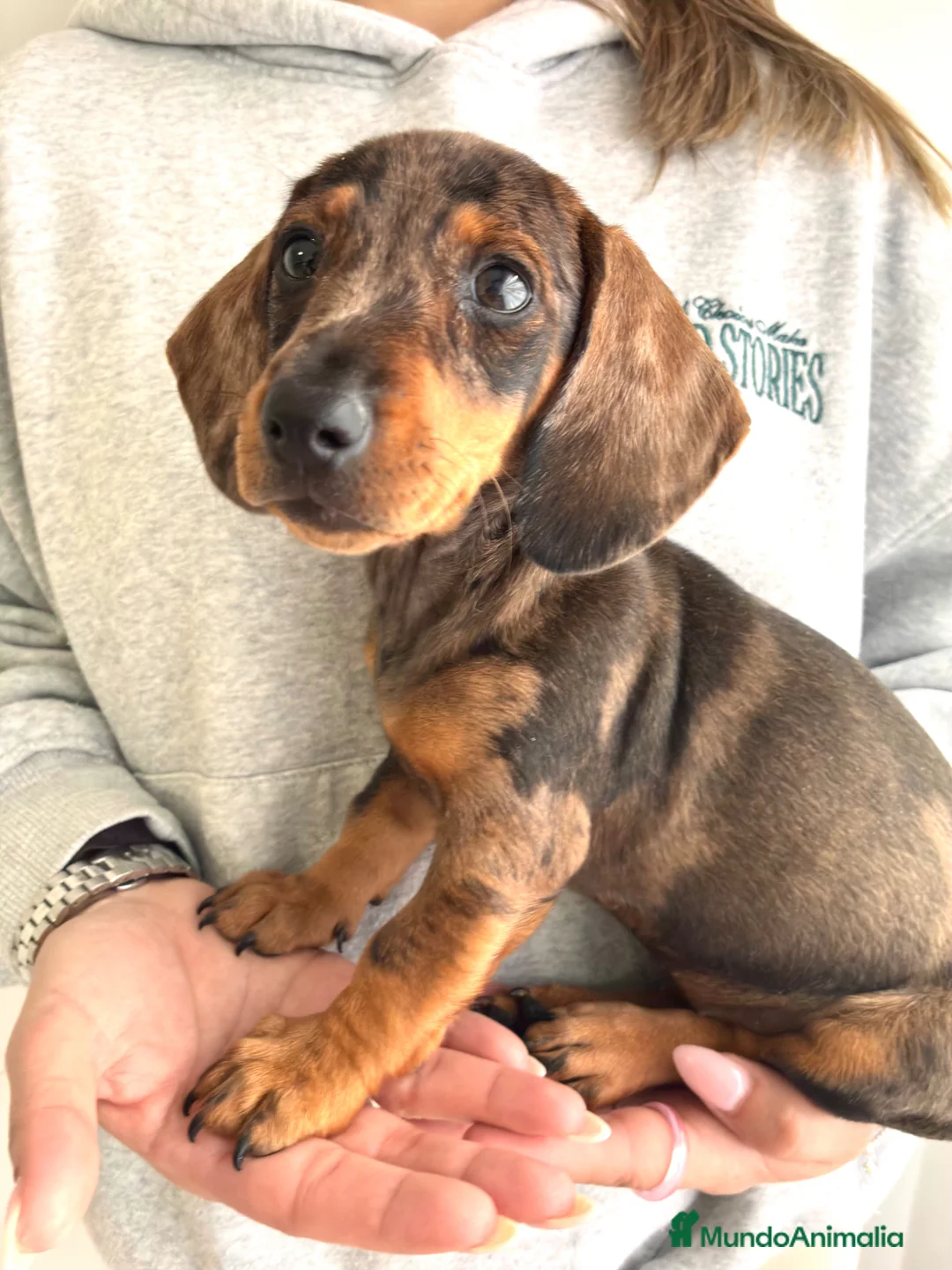 Teckel perros en venta: Teckle arlequín chocolate - Anuncio 2