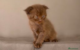Scottish Fold gatos en venta: MACHO CINNAMON CHOCOLATE SCOTTISH FOLD - Imagen 2