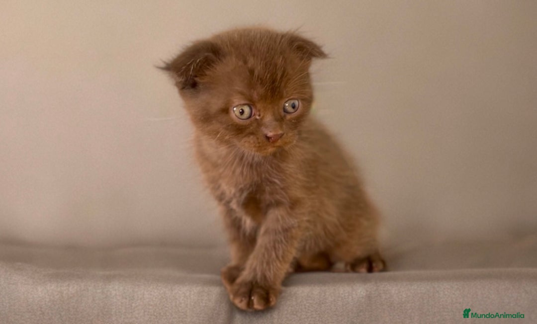Scottish Fold gatos en venta: MACHO CINNAMON CHOCOLATE SCOTTISH FOLD - Imagen 2