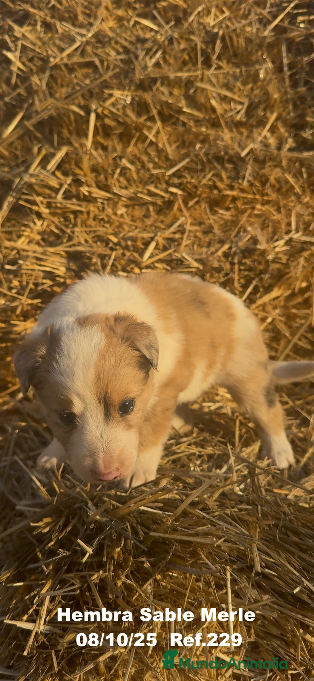 Border Collie perros en venta: BORDER COLLIE Sable Merle - Anuncio 6