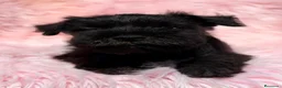 Schnauzer Miniatura perros en venta: SCHNAUZER MINIATURA NEGRO - Anuncio 2