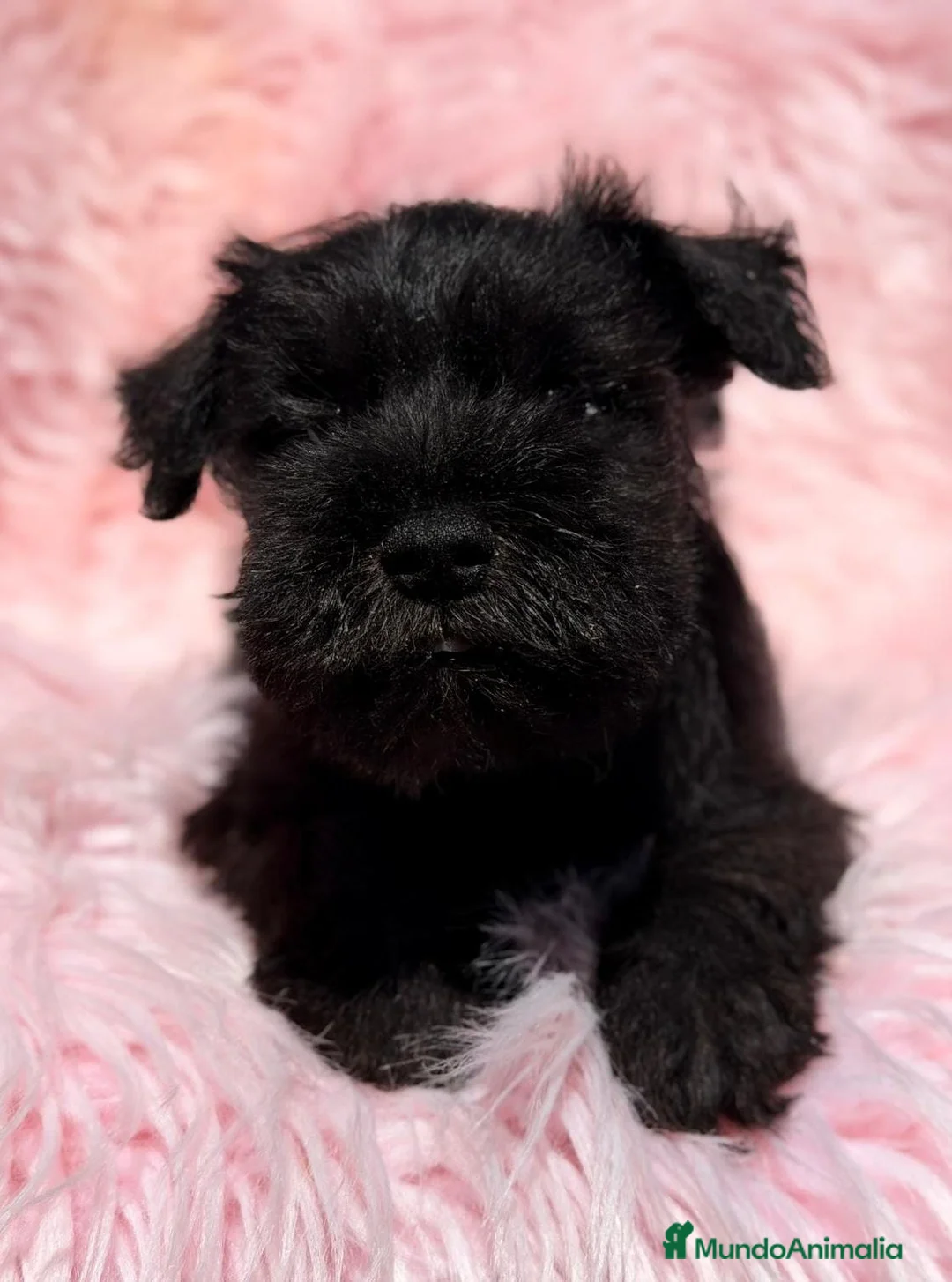 Schnauzer Miniatura perros en venta: SCHNAUZER MINIATURA NEGRO - Anuncio 2