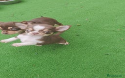 Chihuahua perros en venta: Chihuahua chocolate toys - Imagen 3