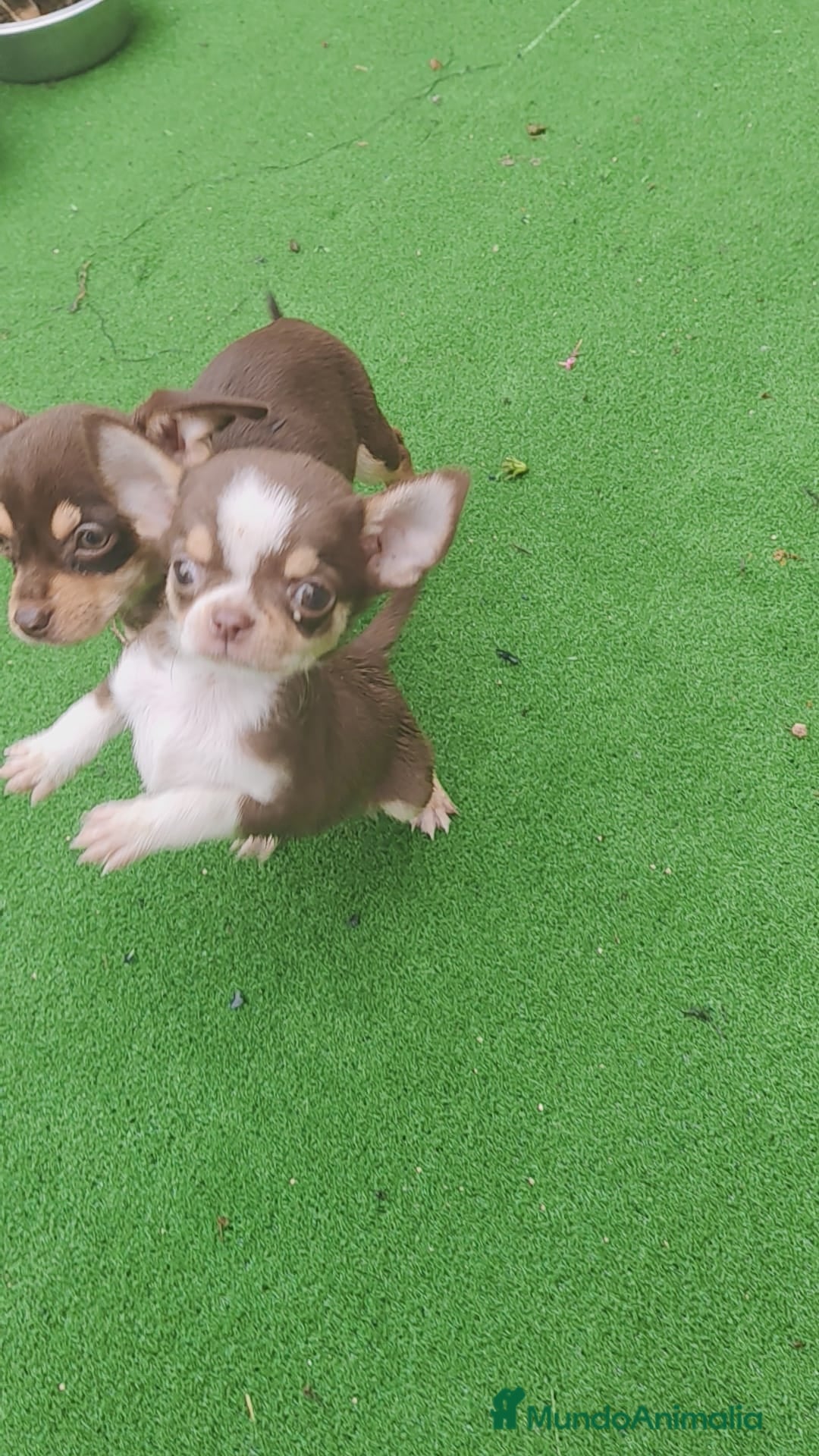 Chihuahua perros en venta: Chihuahua chocolate toys - Imagen 3