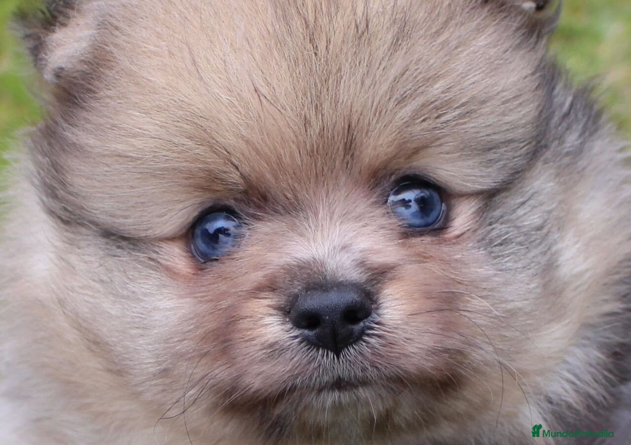 Pomerania perros Pomerania machos preciosos  - Anuncio 1