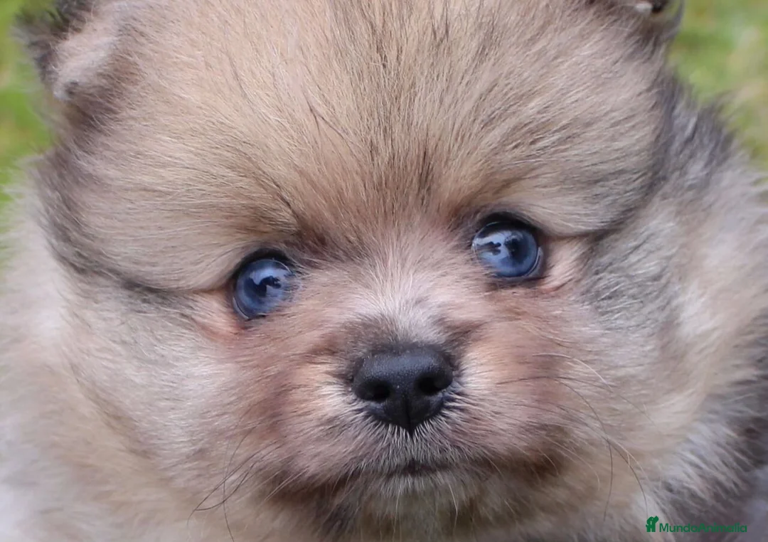 Pomerania perros en venta: Pomerania machos preciosos  - Anuncio 1