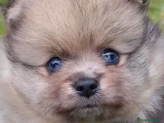 Pomerania perros Pomerania machos preciosos - Anuncio 1