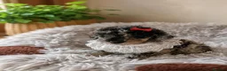 Caniche Toy perros en venta: Caniche toy - Anuncio 4