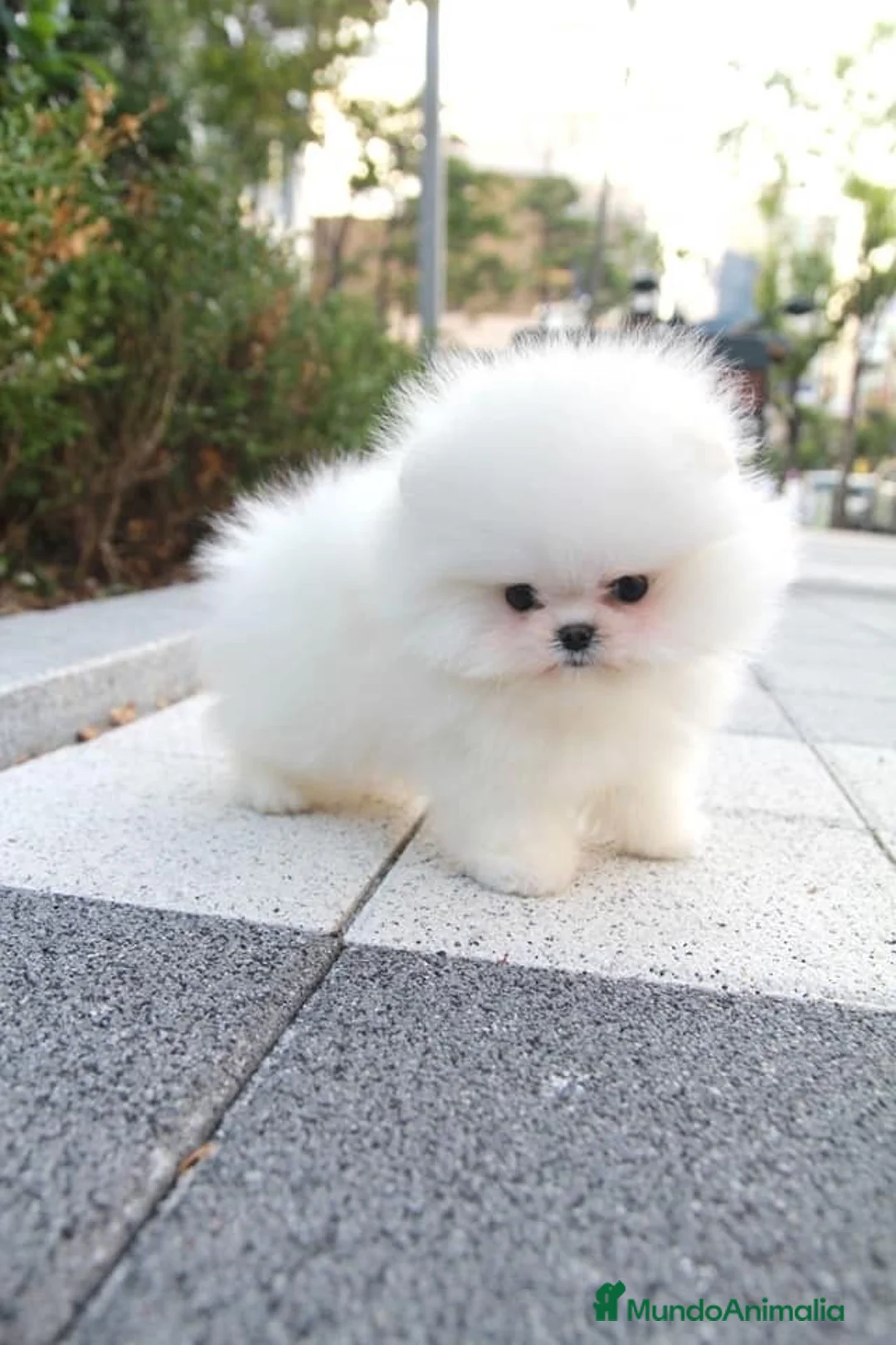 Pomerania perros en venta: CAMADA DE POMERANIA BLANCOS DISPONIBLES - Anuncio 2