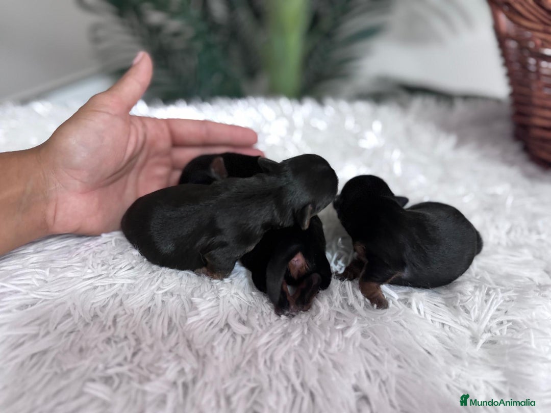 Yorkshire Terrier perros en venta: YORKSHIRE TERRIER - Imagen 5