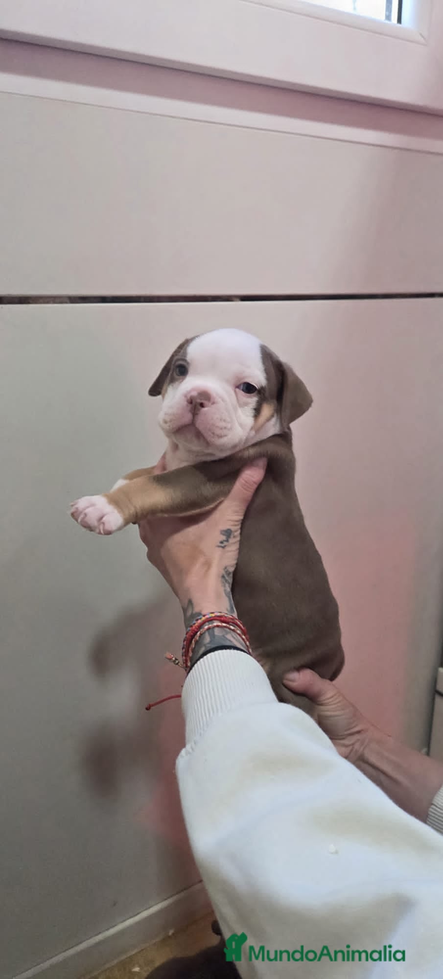 American Bully perros American bully pocket  - Anuncio 5