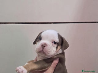 American Bully perros American bully pocket - Anuncio 3