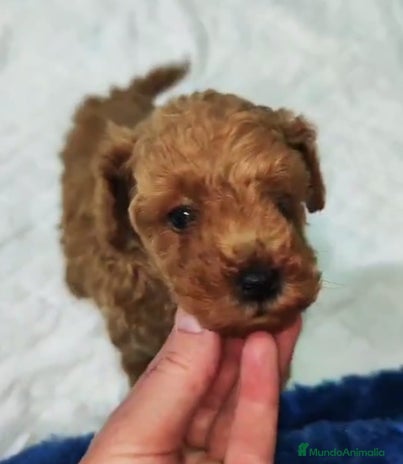 Caniche Toy perros en Granada - Anuncio 5