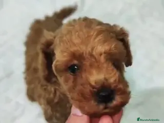 Caniche Toy perros Preciosa camada de Caniche Toy en Granada - Anuncio 18