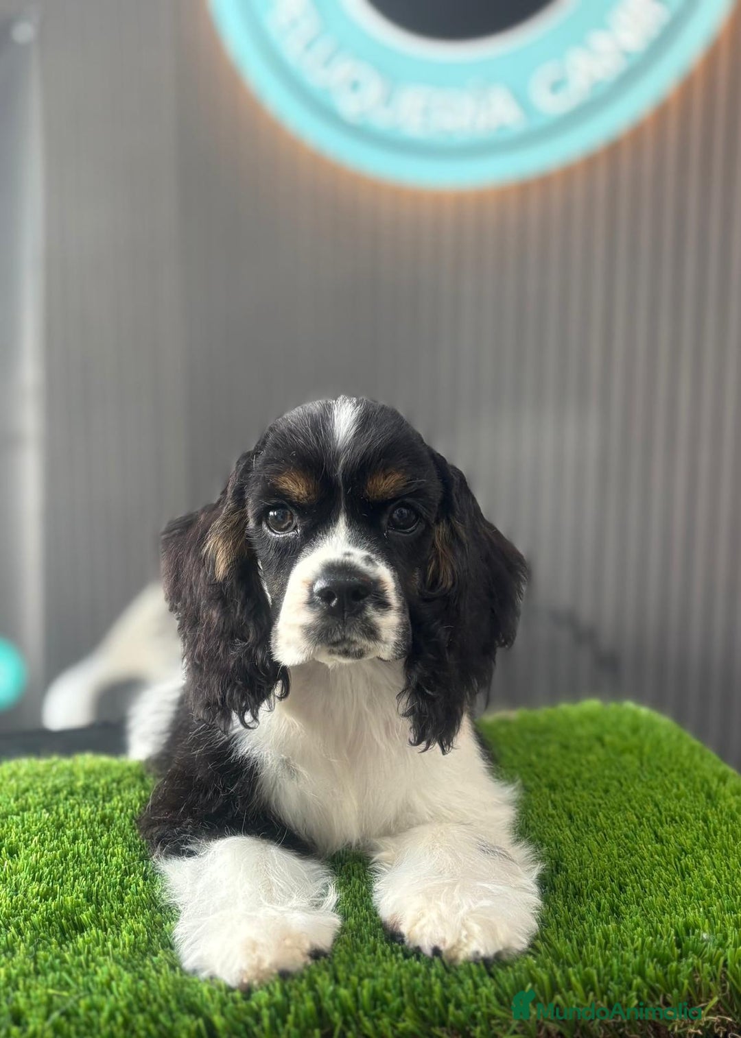 Cocker Spaniel Americano perros en venta: Cocker Americano. Top lines - Imagen 5