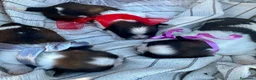 Shih Tzu perros en venta: 🐾 SHIH TZU DISPONIBLE | PELUDETES SALAMANCA 🐾 - Anuncio 1