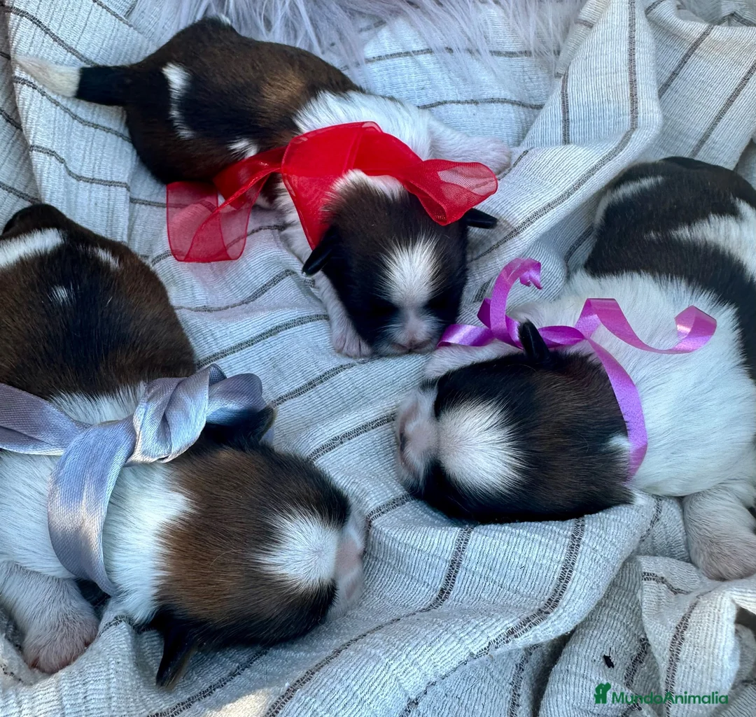 Shih Tzu perros en venta: 🐾 SHIH TZU DISPONIBLE | PELUDETES SALAMANCA 🐾 - Anuncio 1