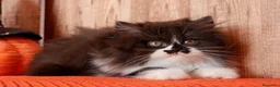 Británico de Pelo Largo gatos en venta: Winifred, preciosa hembra British Longhair🖤🤍 - Anuncio 2