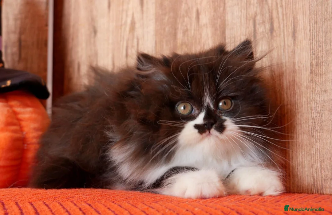 Británico de Pelo Largo gatos en venta: Winifred, preciosa hembra British Longhair🖤🤍 - Anuncio 2