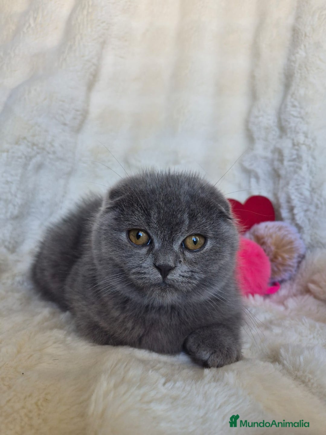 Scottish Fold gatos en venta: Scottish fold Blue Macho precioso disponible  - Anuncio 1