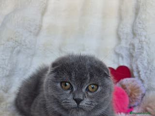 Scottish Fold gatos Scottish fold Blue Macho precioso disponible - Anuncio 2