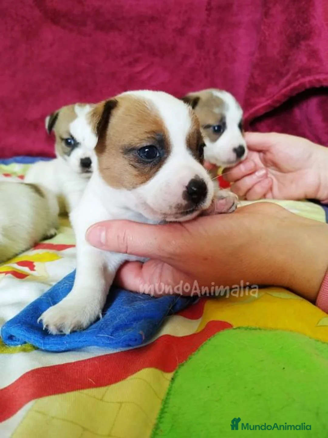 Imagen de galería {{count}}