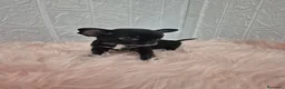 Chihuahua perros en venta: Chihuahuas chocolates 🍫 🐾❤️ - Anuncio 4