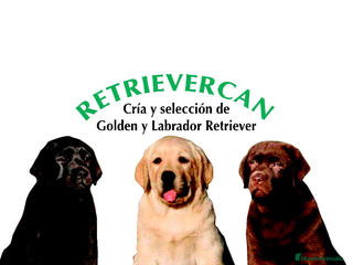 Labrador Retriever perros Cachorros de labrador retriever con pedigree - Anuncio 1