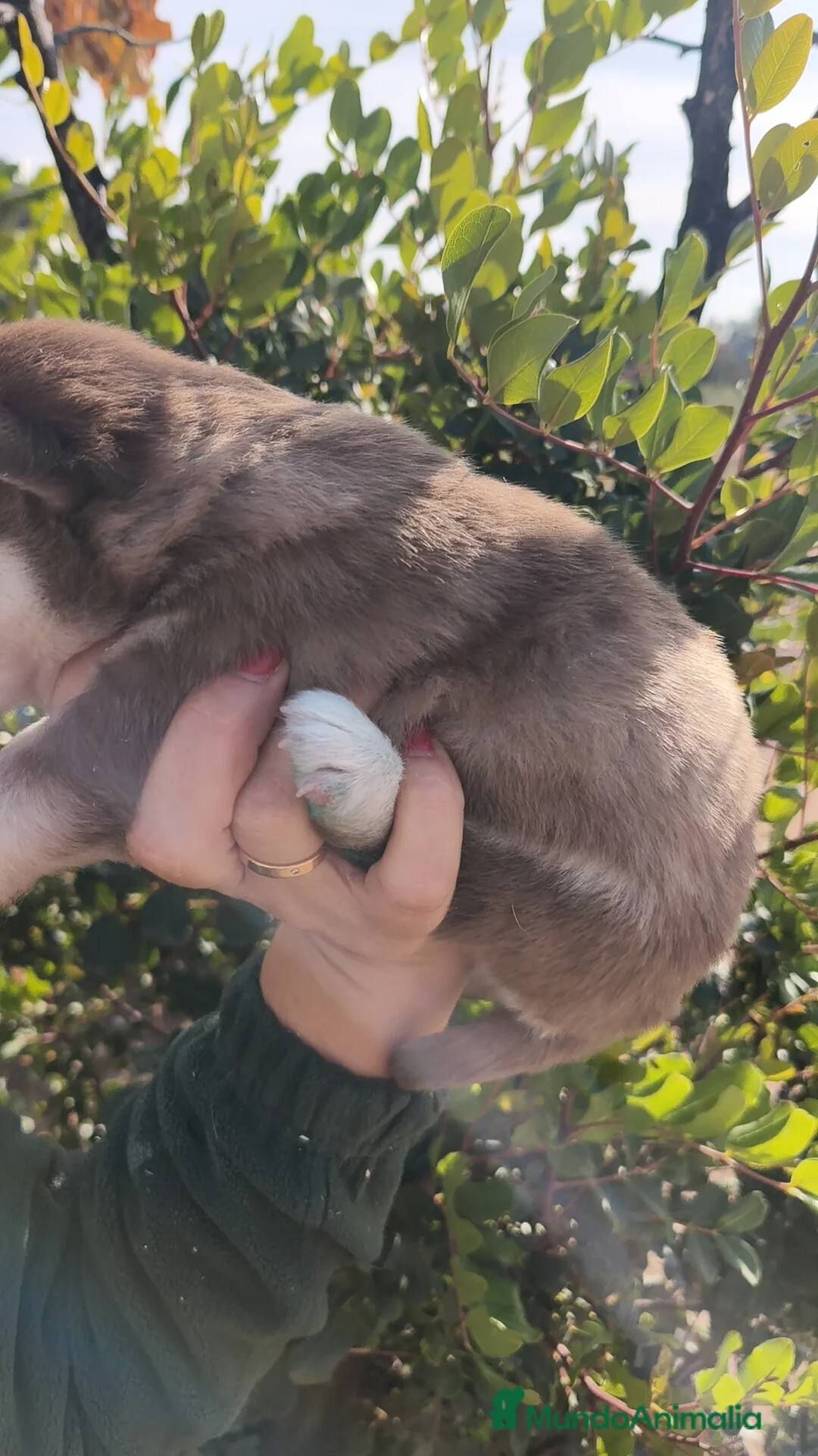 Husky Siberiano perros en venta: Husky SIBERIANO Macho y Hembra  - Anuncio 6