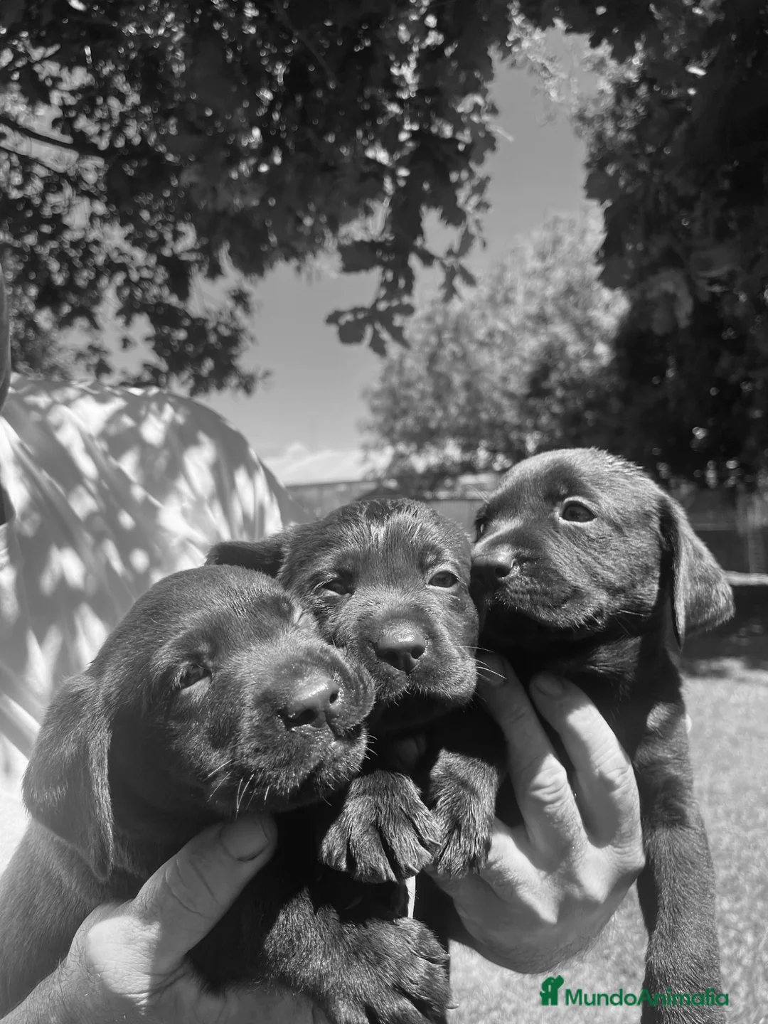 Labrador Retriever perros en venta: Cachorros Labrador Retriever  en Pontevedra - Anuncio 2
